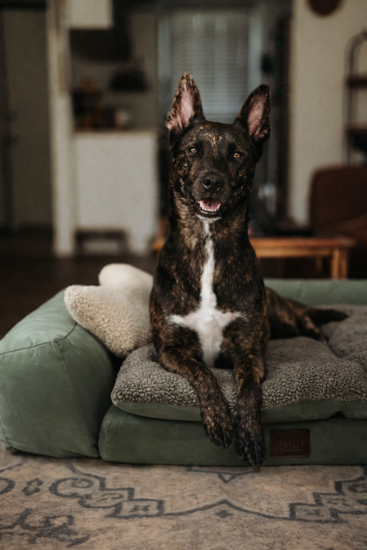 Atlas relaxing on a green pet bed