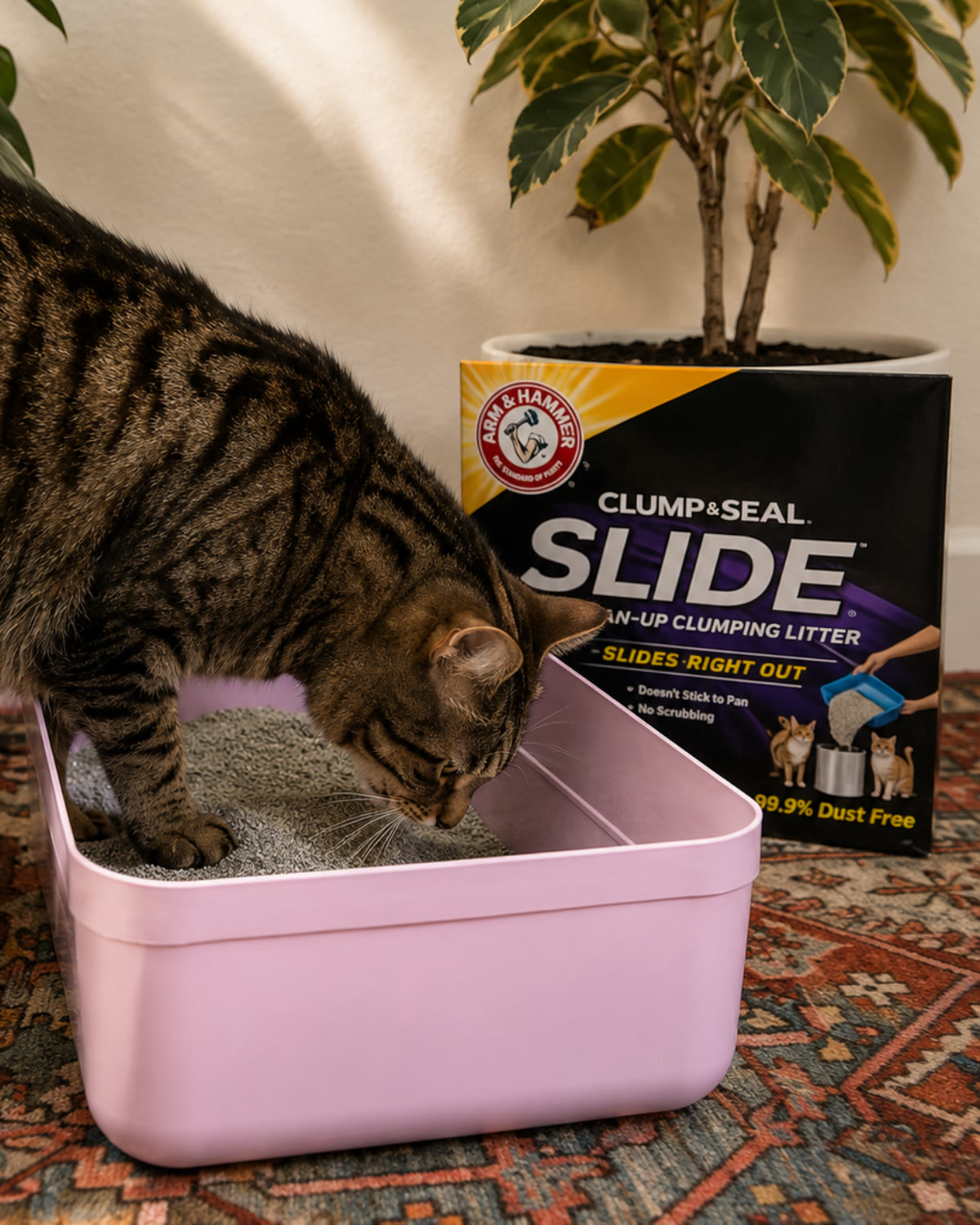 Meeko inspecting ARM & HAMMER litter in a pink litter box